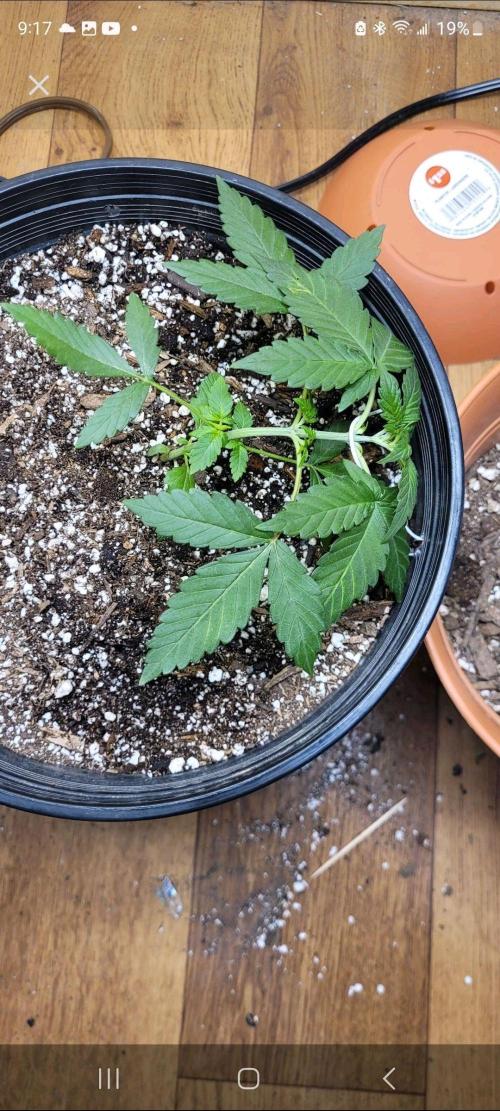 Auto banana blaze. Week 4