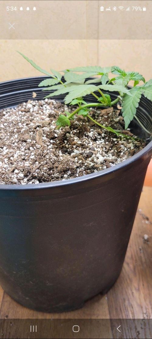 Auto banana blaze. Week 4