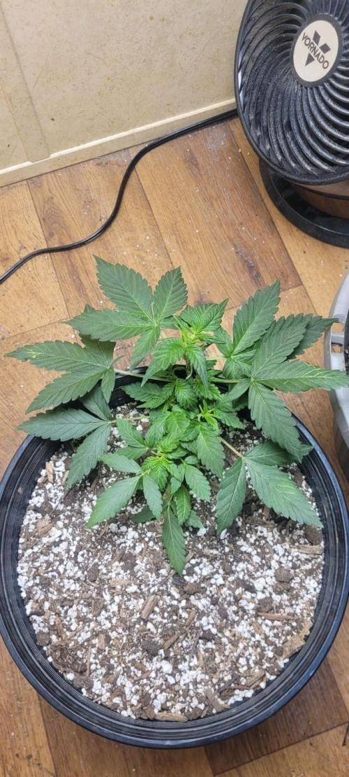 Auto banana blaze. Week 4