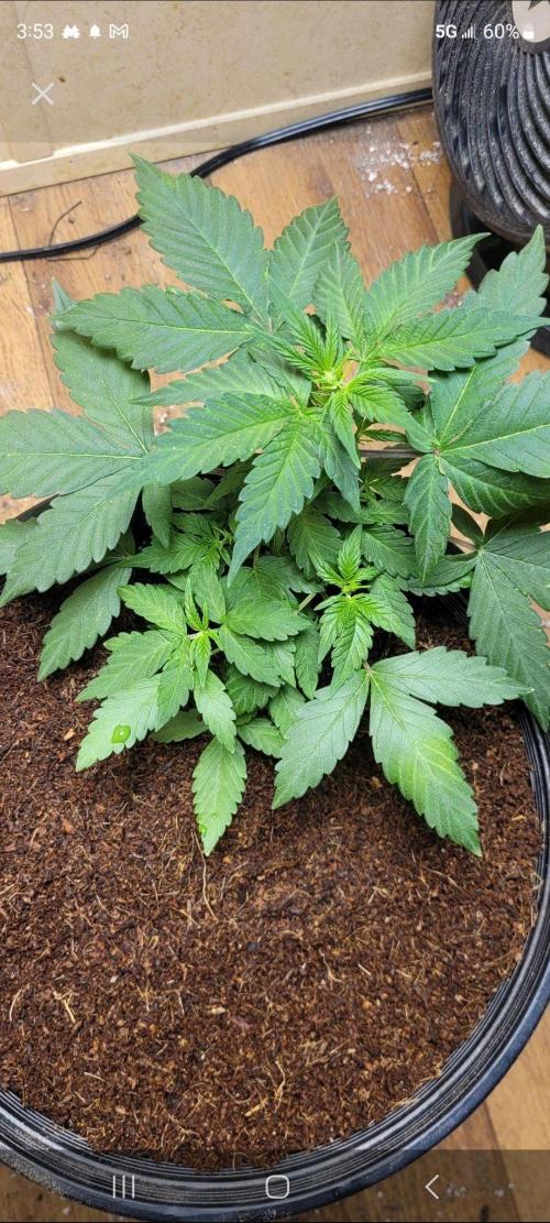 Auto banana blaze. Week 4