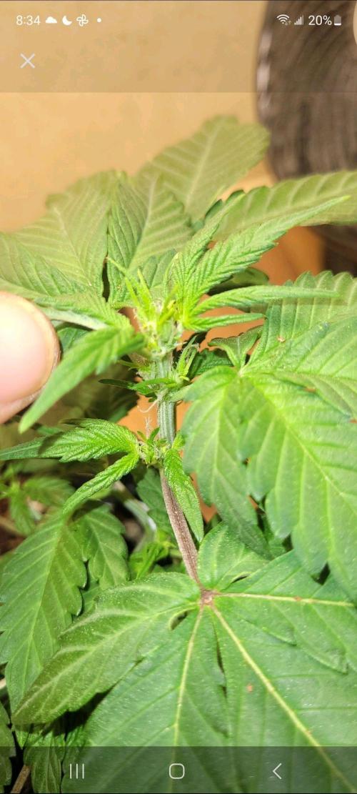 Auto banana blaze. Week 5