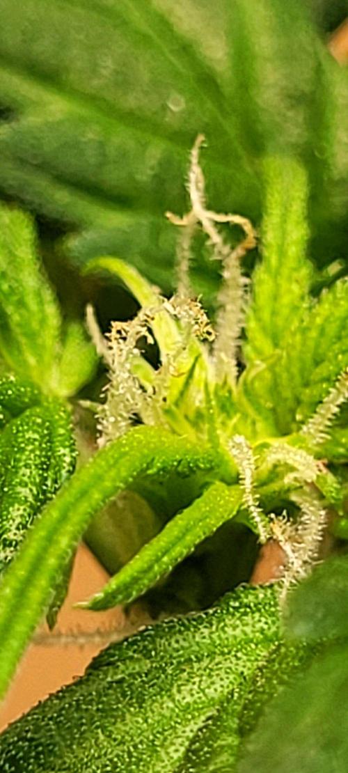 Auto banana blaze. Week 5