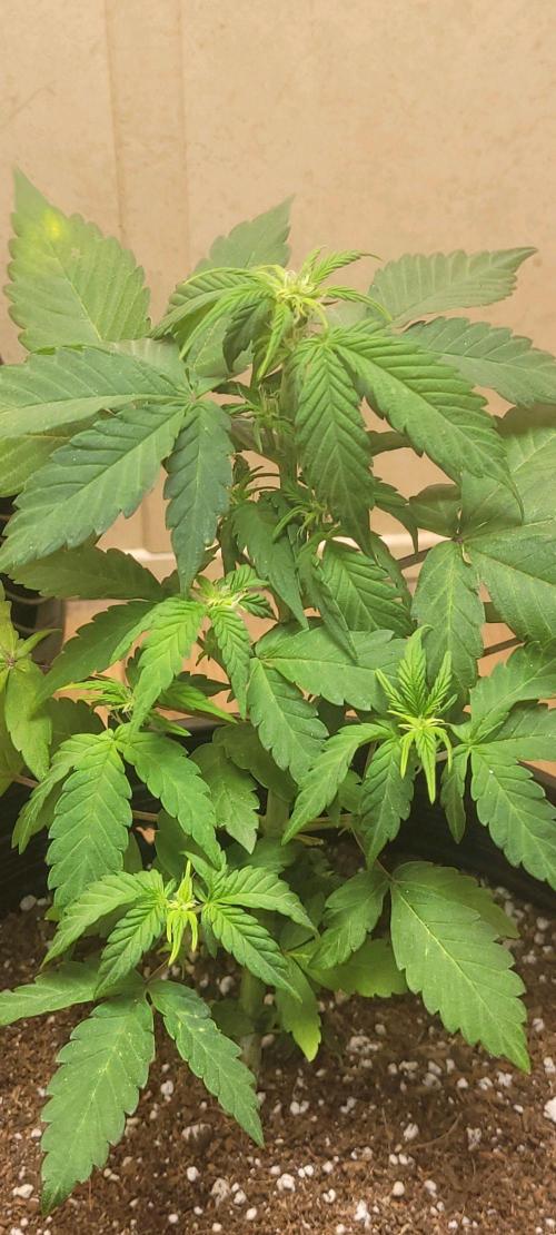 Auto banana blaze. Week 5