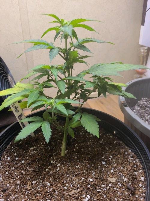 Auto banana blaze. Week 5