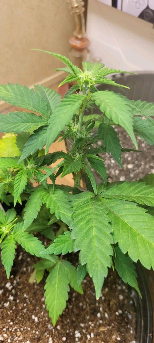 Auto banana blaze. Week 5