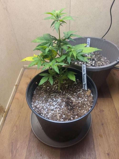 Auto banana blaze. Week 5