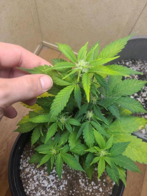 Auto banana blaze. Week 5