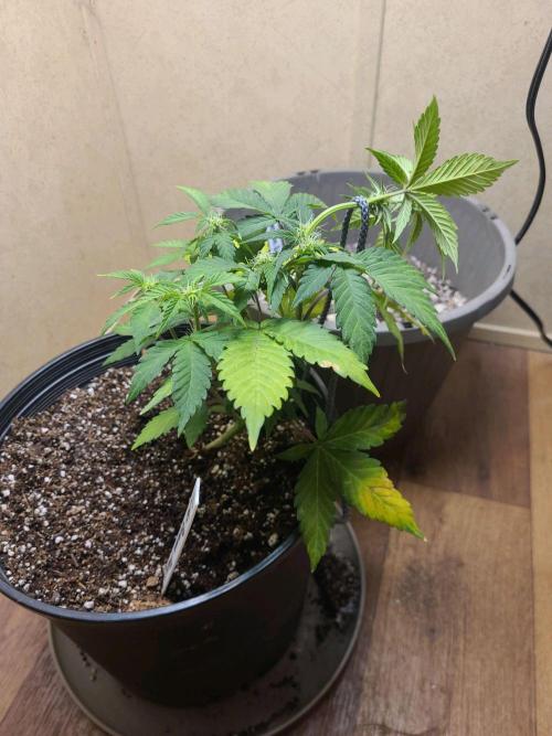 Auto banana blaze. Week 5