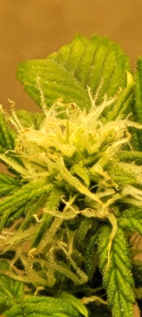 Auto banana blaze. Week 5