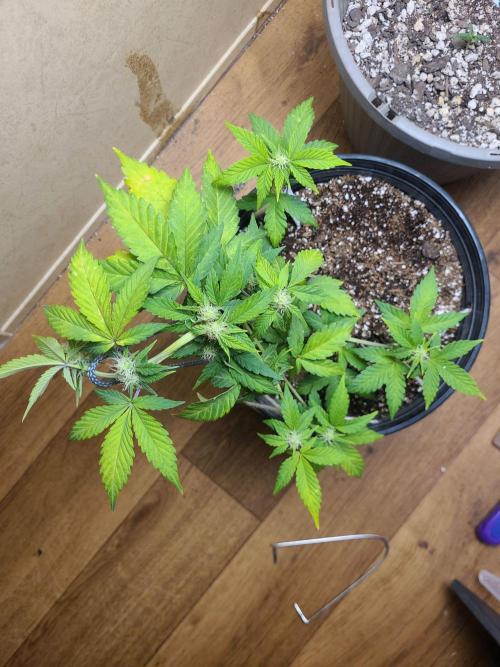 Auto banana blaze. Week 5