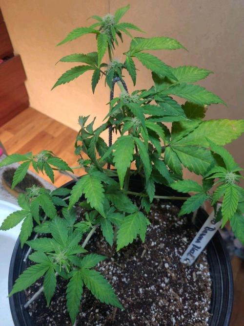 Auto banana blaze. Week 5