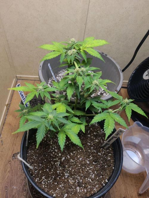 Auto banana blaze. Week 5
