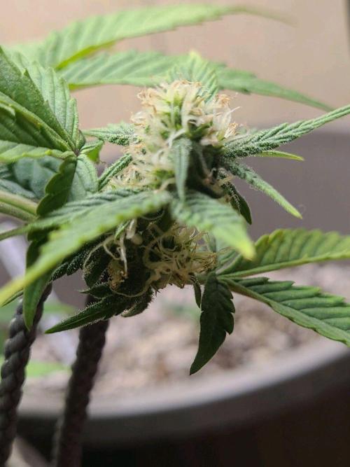 Auto banana blaze. Week 5