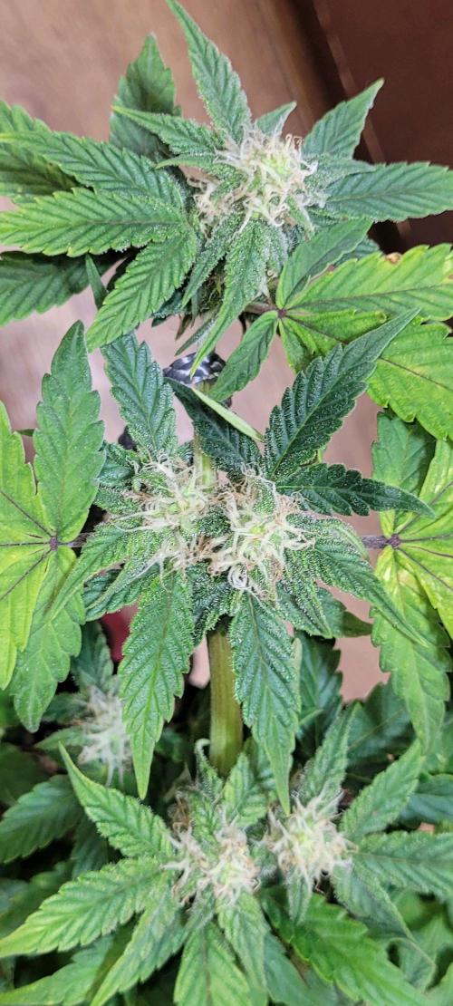 Auto banana blaze. Week 5