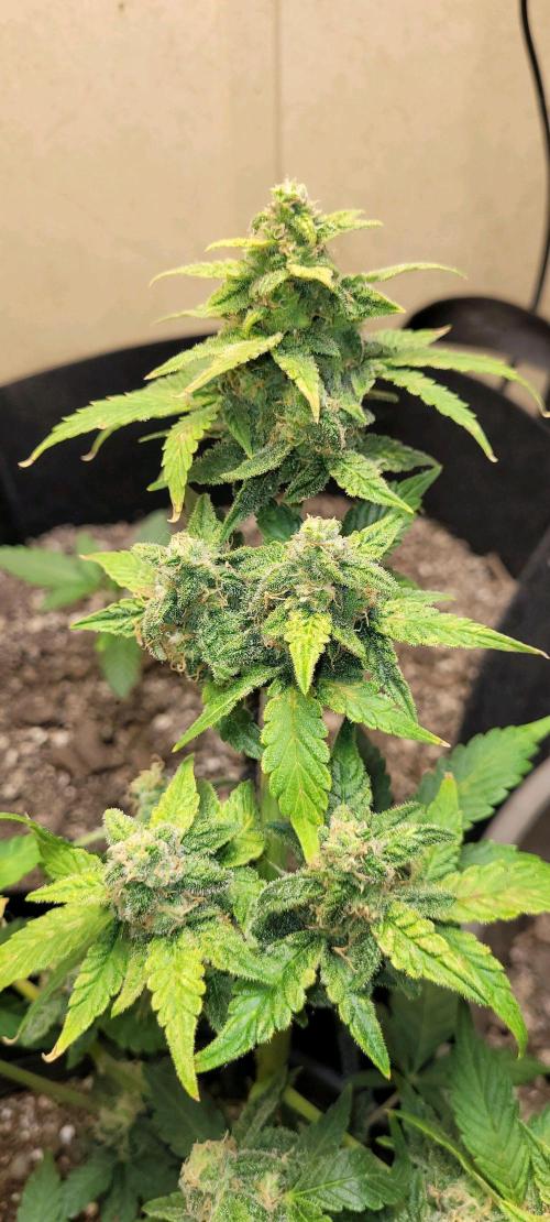 Auto banana blaze. Week 5
