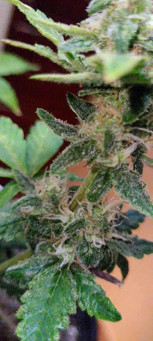 Auto banana blaze. Week 5