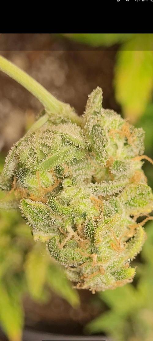 Auto banana blaze. Week 1 - looking so good just a tester peice 