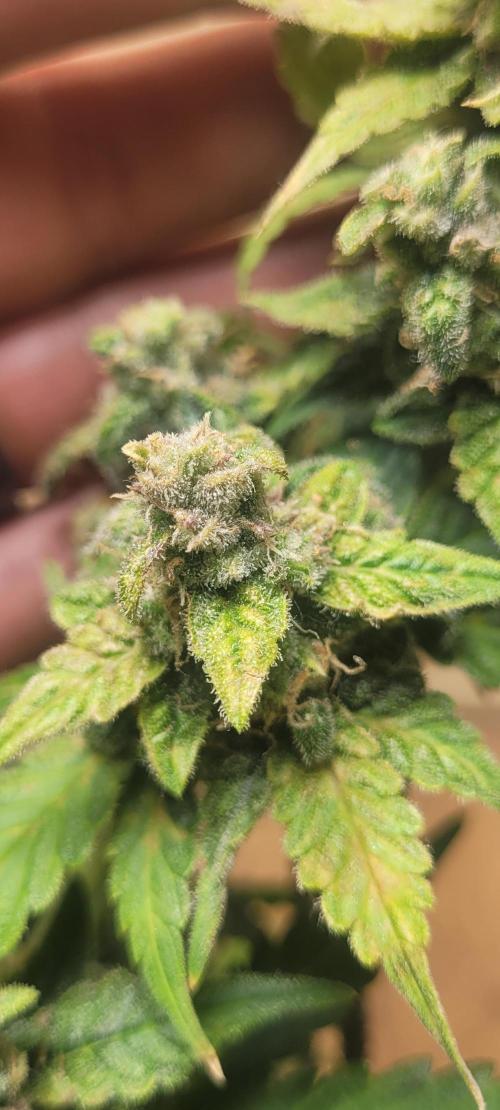 Auto banana blaze. Week 1 - cutting it sunday