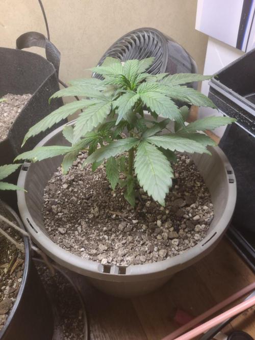 dioblo. Week 3