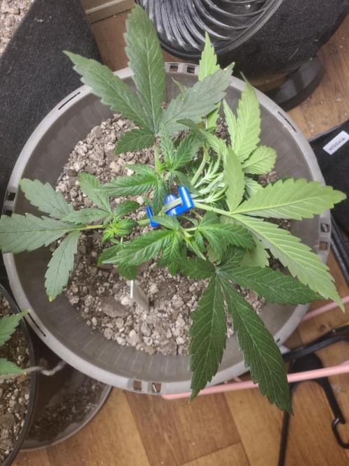 dioblo. Week 3