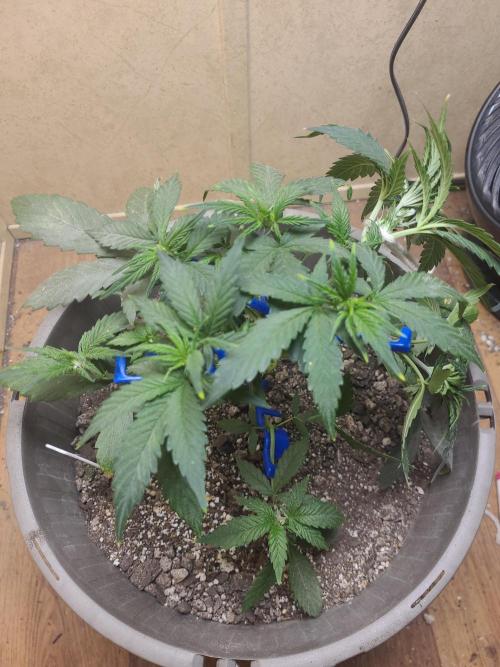 dioblo. Week 4 - repulling the top down to continue the point of my lst, to try to let all the top get a better seat