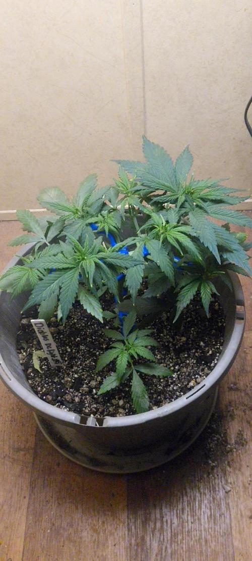 dioblo. Week 4 - here's 2 days after first lst