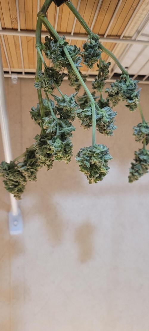 Auto banana blaze. Week 1