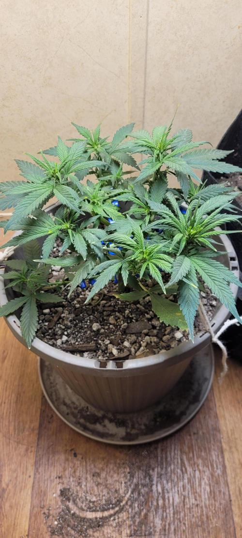 dioblo. Week 2 - still stacking getting them hairs