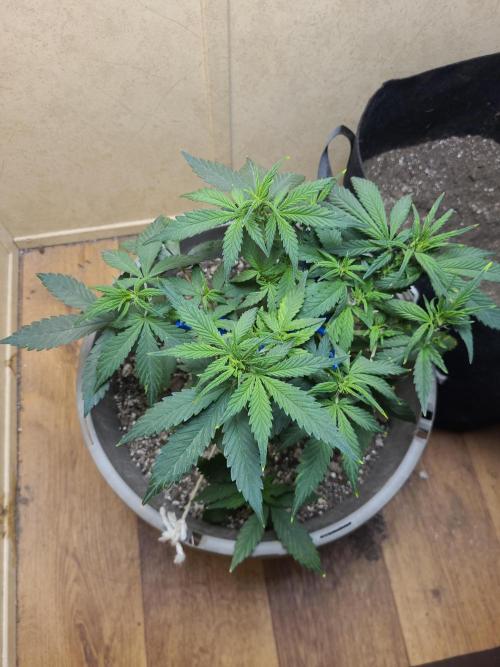 dioblo. Week 2