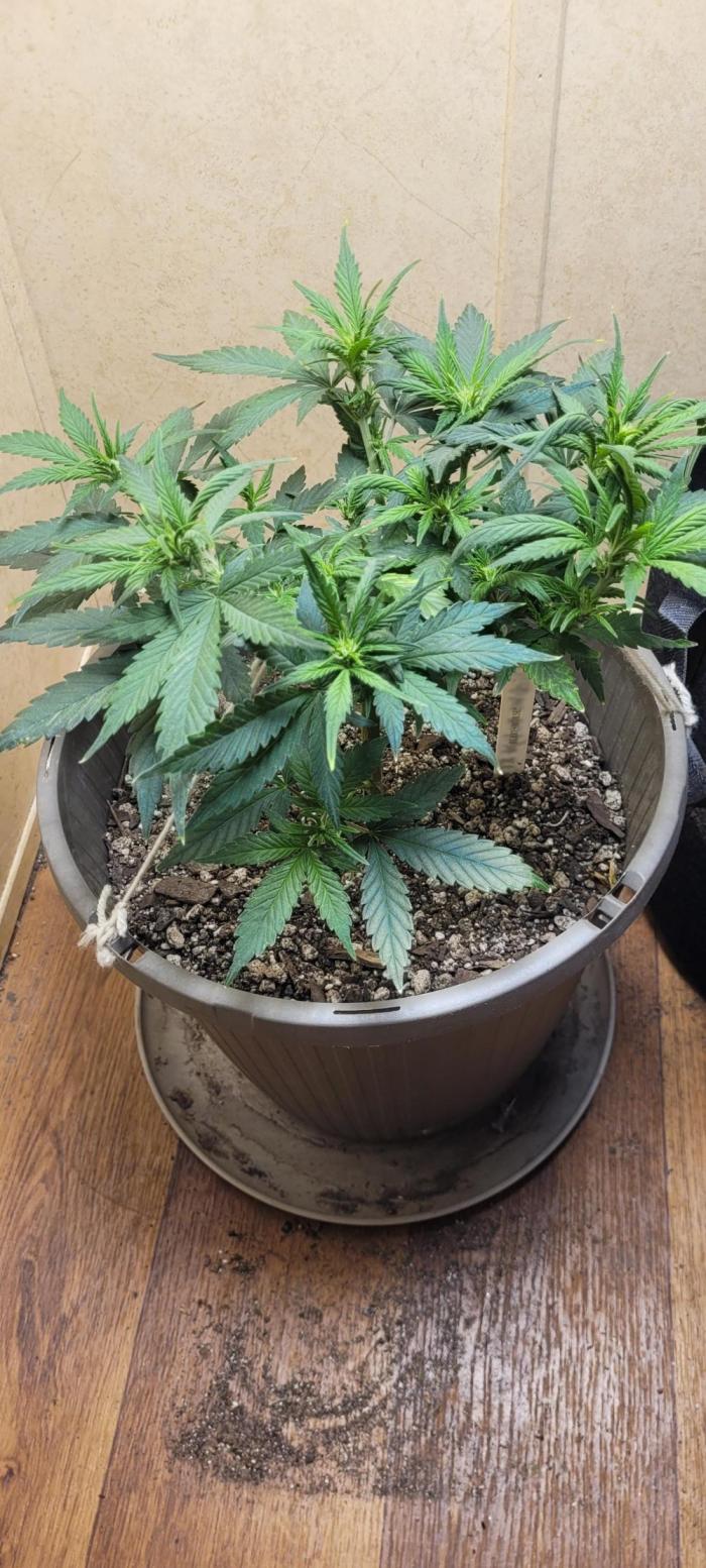 dioblo. Week 1 - looking good so far 