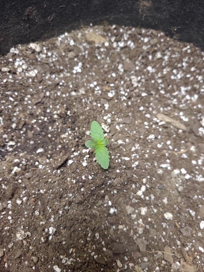 Mendo Guava auto 42FB. Week 2 - starting to become something beautiful 