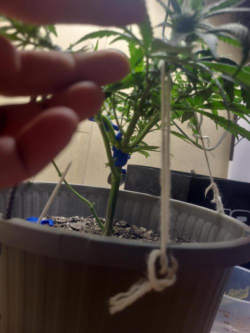 dioblo. Week 5