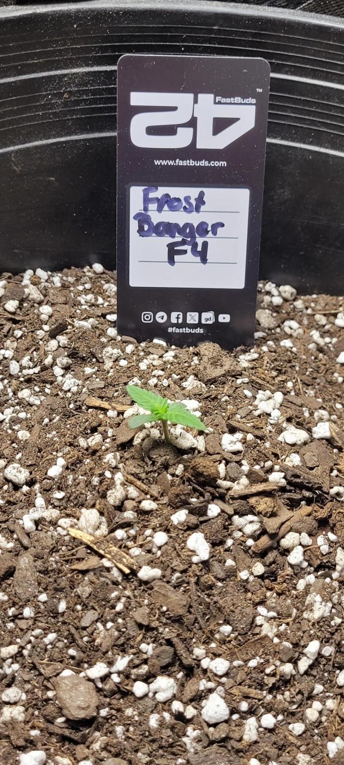 Frost Banger F1. Week 0 - fast buds sending this to try out let's see what we got 