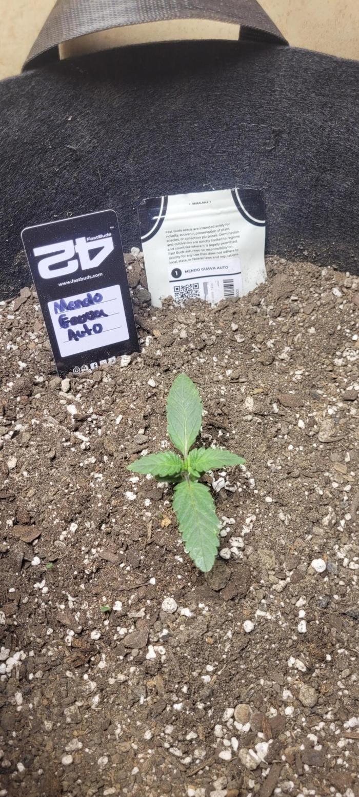 Mendo Guava auto 42FB. Week 3 - she's coming in nicely 