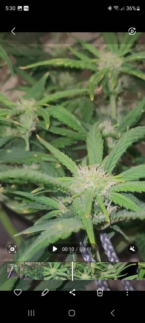 dioblo. Week 6