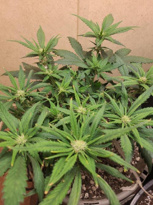 dioblo. Week 6