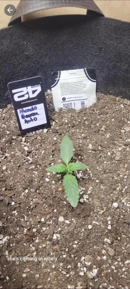Mendo Guava auto 42FB. Week 4 - mendo guava auto
