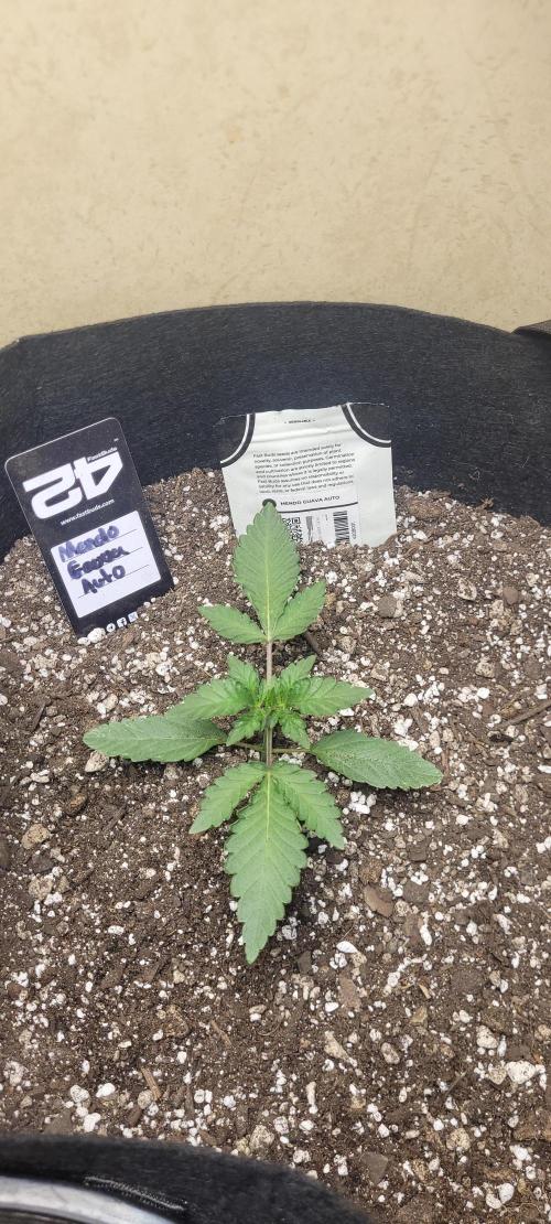 Mendo Guava auto 42FB. Week 4 - mendo guava auto