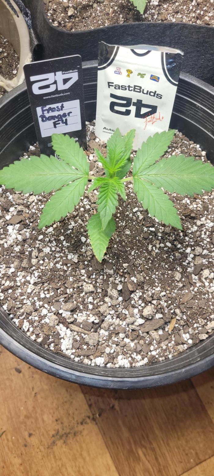 Frost Banger F1. Week 1 - frostbanger auto f4 gonna be a really nice auto i belive we will see 