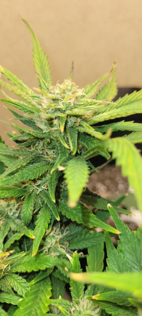 dioblo. Week 7 - still young but promising 
