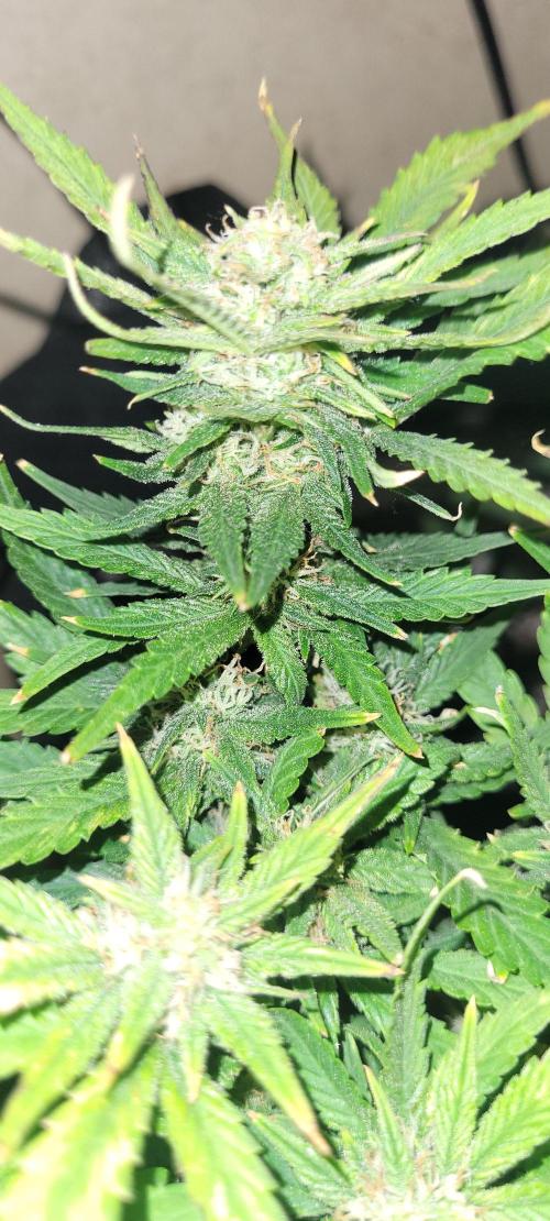 dioblo. Week 7 - just look at it 