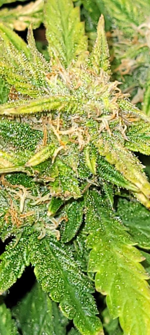 dioblo. Week 8 - would ya just look at it 