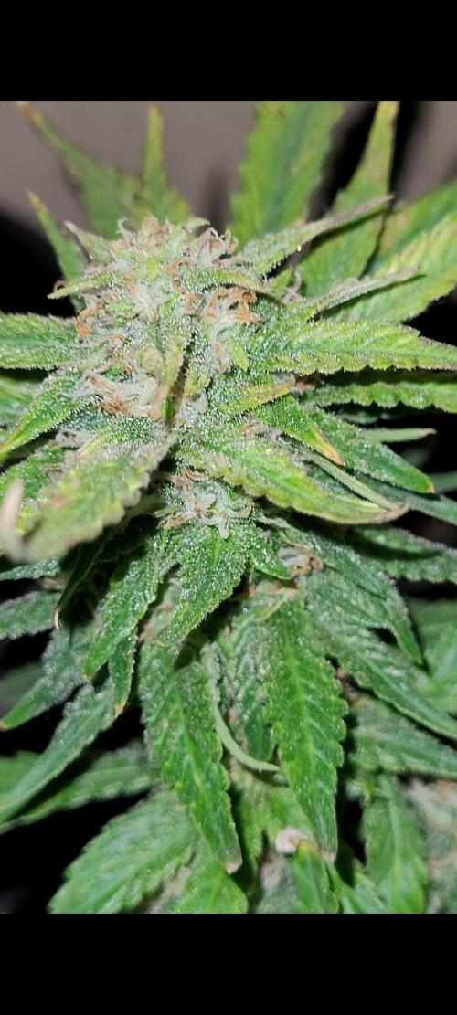 dioblo. Week 8 - man toy gotta say ❄️❄️