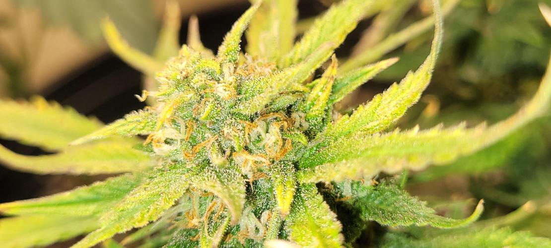 dioblo. Week 9
