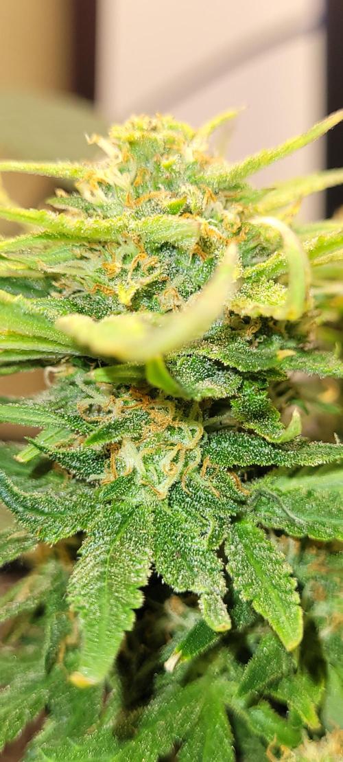 dioblo. Week 9