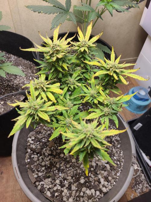 dioblo. Week 10
