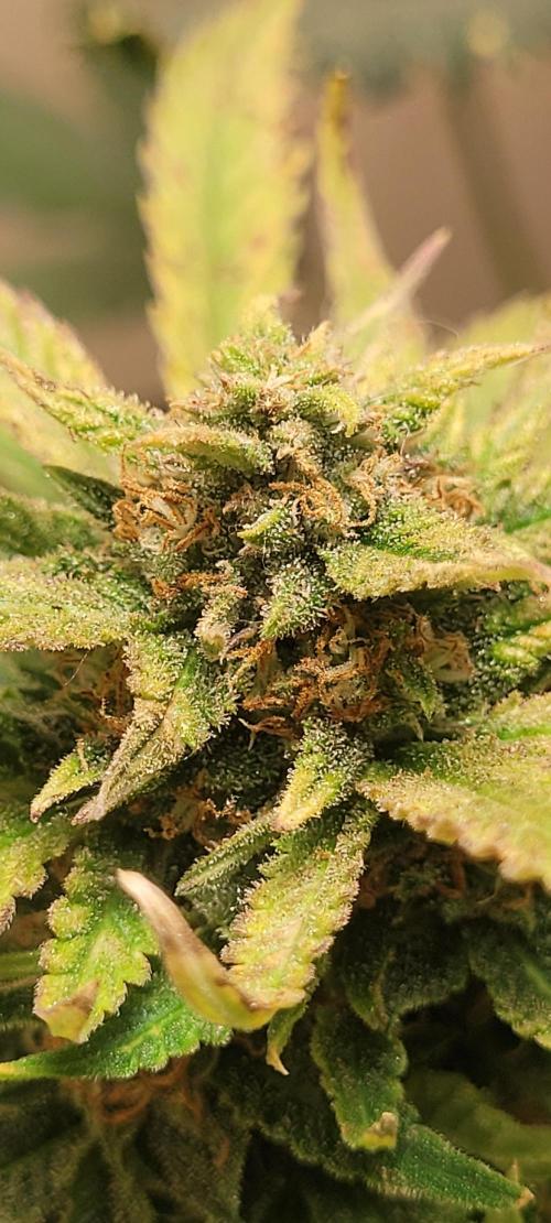 dioblo. Week 10