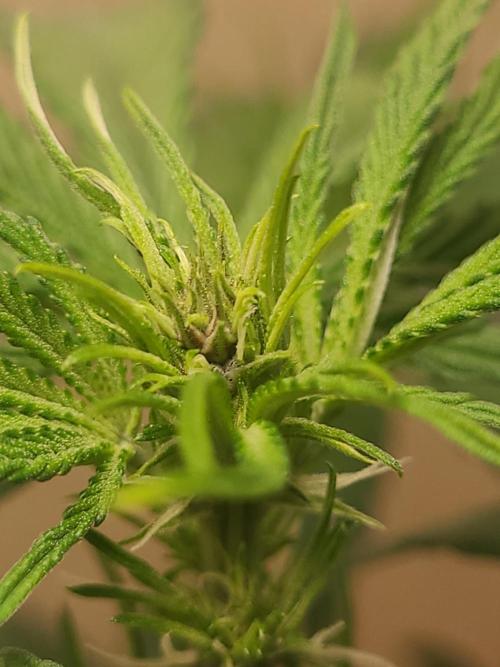 Frost Banger F1. Week 2 - some purple going on