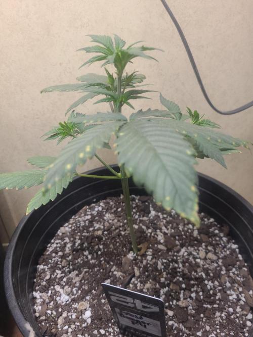 Frost Banger F1. Week 2 - not sure what the does are on the sides of the leaf 