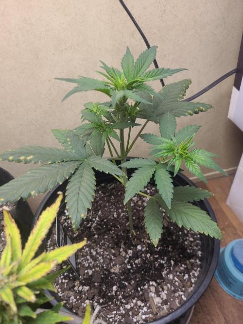 Frost Banger F1. Week 2 - doing solid a little small but hey big or small 